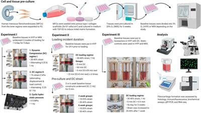 Mechano-Hypoxia Conditioning of Engineered Human Meniscus